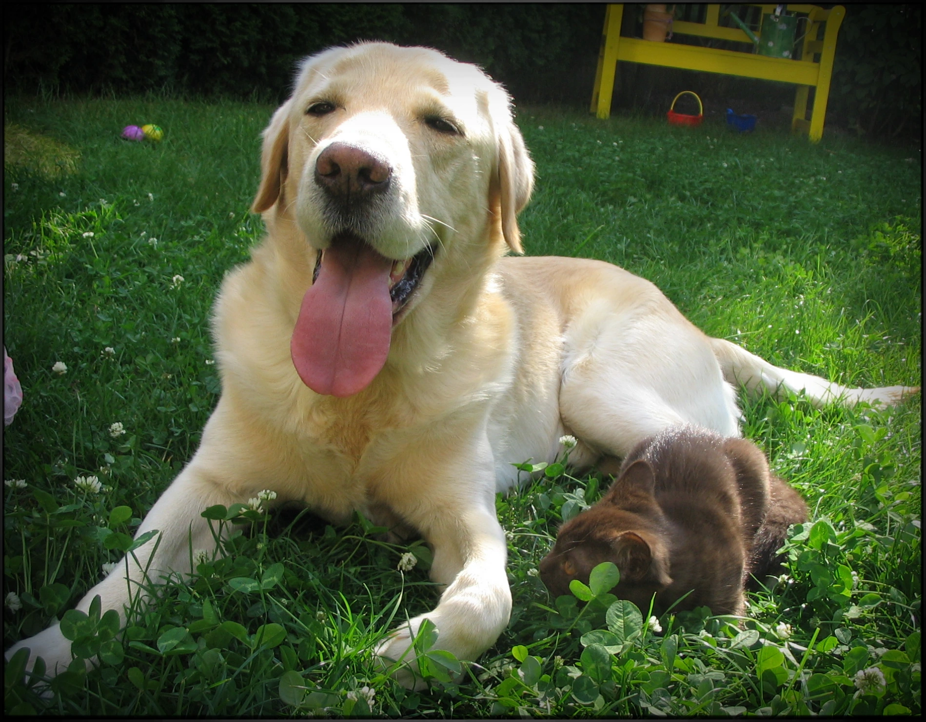 Flash unser erster Hund mit Kitten