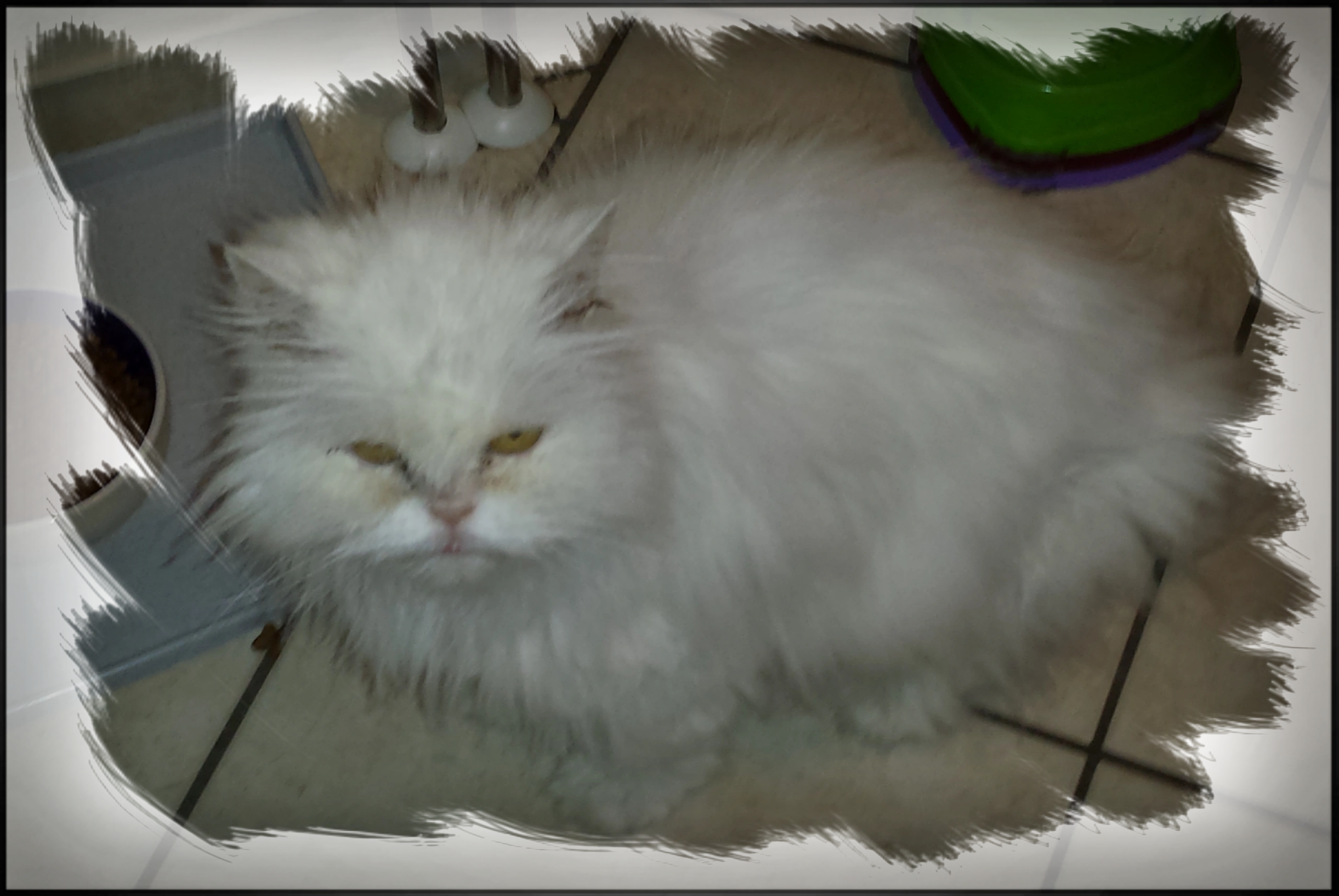 Dalina Dalina Perser Katze