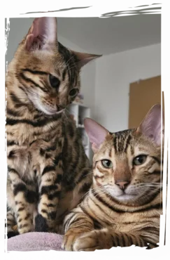 Anna Walther, Britisch Kurzhaar Hobbyzucht aus Leipzig, in den Fabren blue Lilac, chocolate, cream usw. Leipziger Rassekatzen, Katzenbabys, vom blauen Traum, WCC.e.V., Liebertwolkwitz, Katzenbabys, vom blauen Traum, Britisch Kurzhaar Kazten, BKH BKH-Kitten Stadt Leipzig, Zucht von Katzen BKH Leipzig, BKH Sachsen, Anna Walther züchtet BKH Anna Walther, Britisch Kurzhaar Hobbyzucht aus Leipzig, in den Fabren blue Lilac, chocolate, cream usw. Leipziger Rassekatzen, Katzenbabys, vom blauen Traum, WCC.e.V., Liebertwolkwitz, Katzenbabys, vom blauen Traum, Britisch Kurzhaar Kazten, BKH BKH-Kitten Stadt Leipzig, Zucht von Katzen BKH Leipzig, BKH Sachsen, Anna Walther züchtet BKH