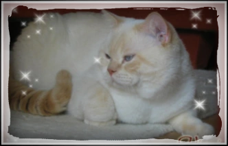 Vincent vom Koberland Vincent vom Koberland unser treuer Freund und Zuchtkater